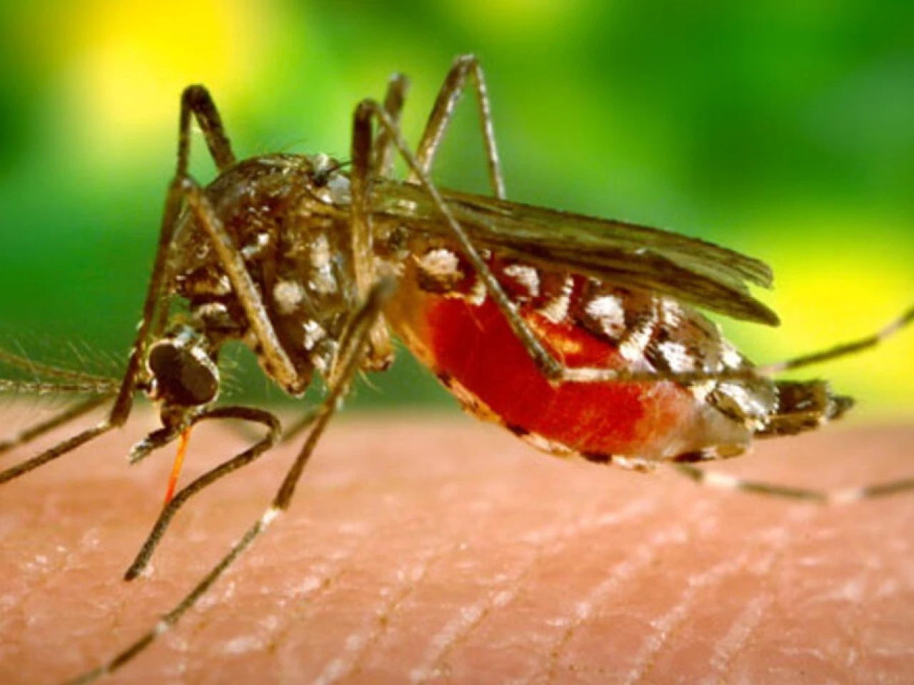 Dengue: Ecuador registra 15 muertos y 11,492 casos