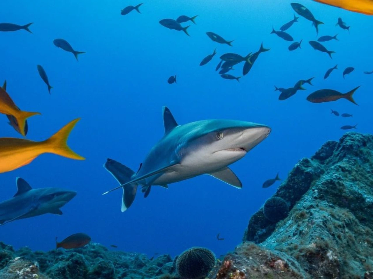Galápagos, entre las áreas de mayor cantidad de tiburones del planeta