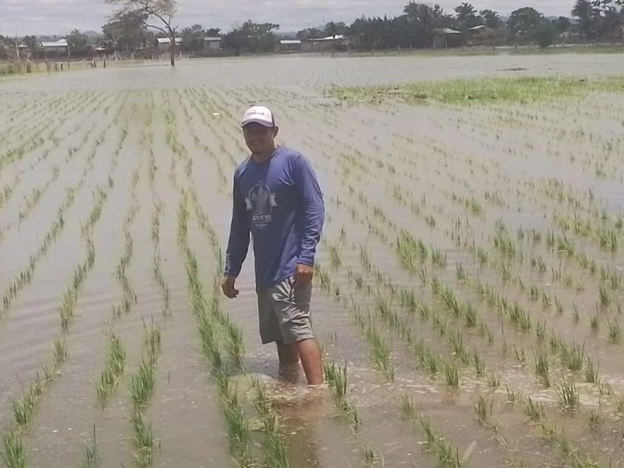 MAGP abre registro para compra directa de arroz a pequeños y medianos productores