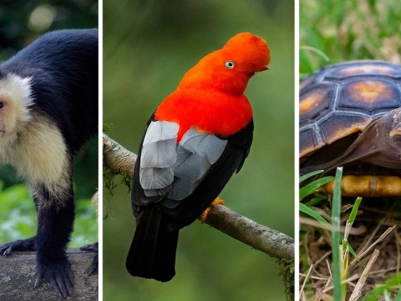 La región amazónica registra mayores índices de tráfico de fauna silvestre