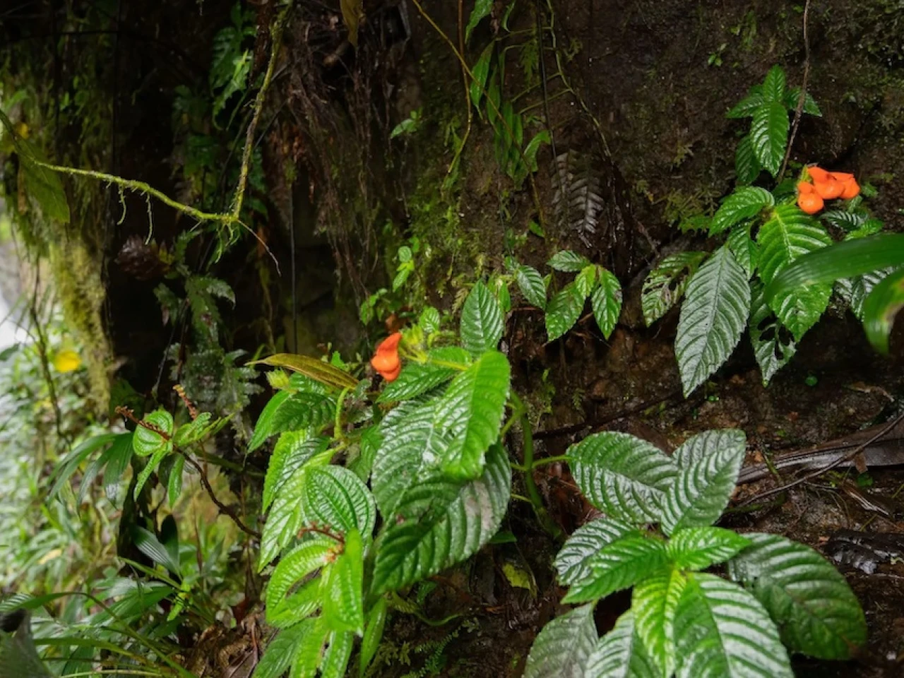Planta endémica que se creía extinta es identificada luego de 40 años