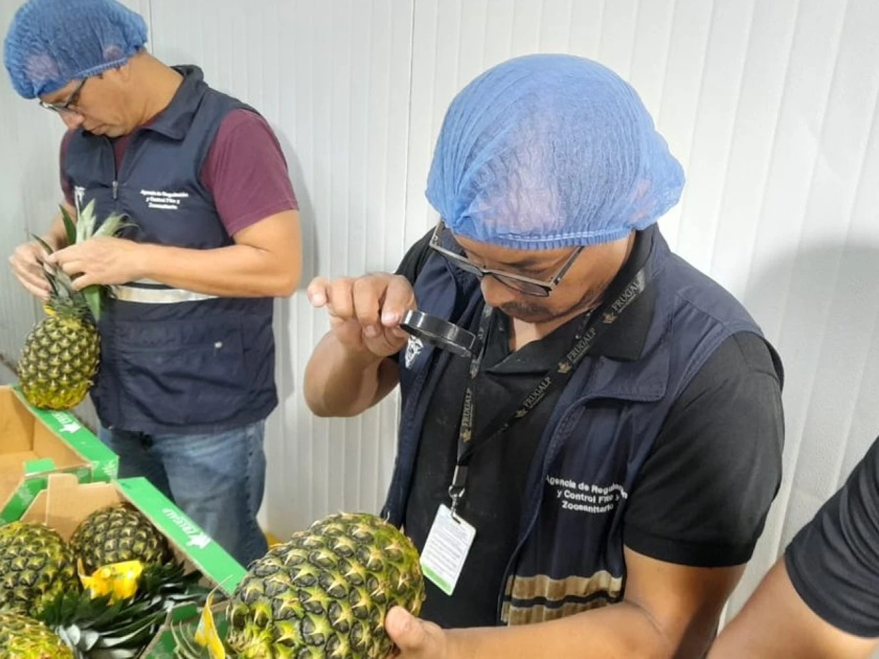 La piña ecuatoriana llega a Perú 