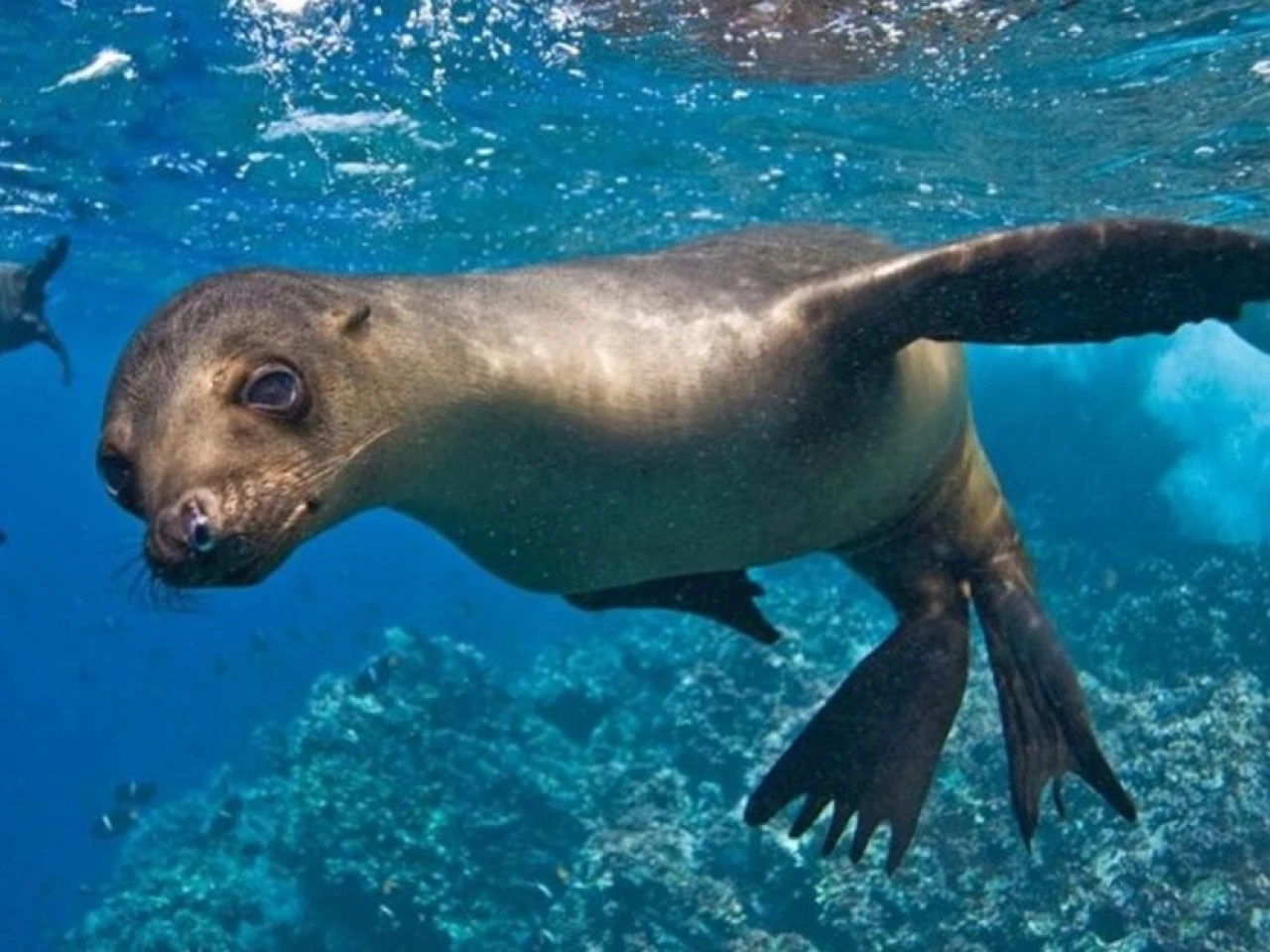 Galápagos recibirá fondos de canje de deuda desde último trimestre