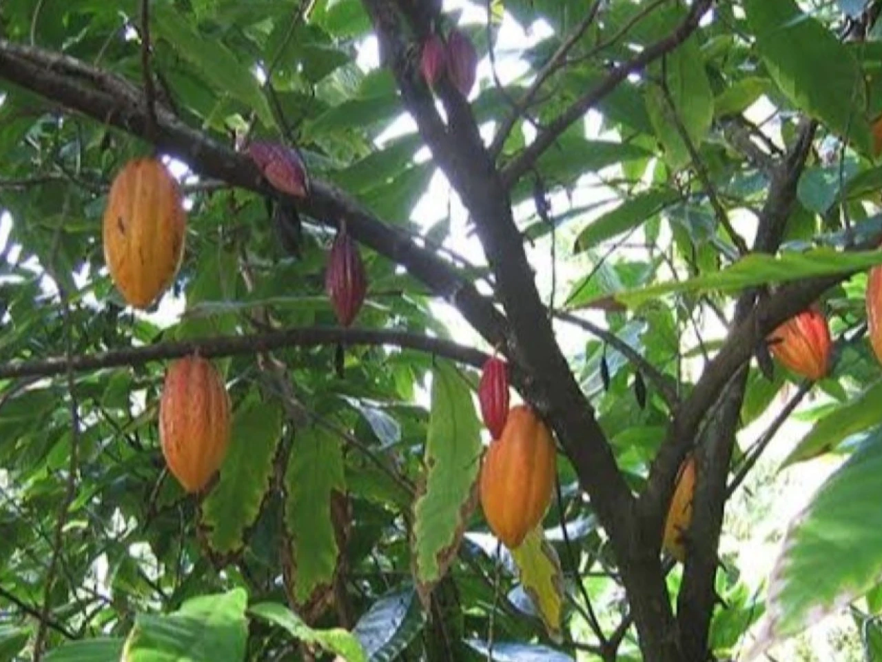 El precio del cacao se cotizó en $ 8.153 por tonelada