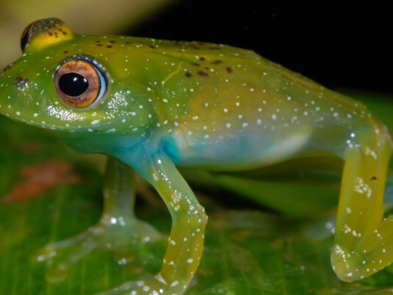 El color de sapos y ranas les ayuda a combatir los cambios ambientales y los patógenos