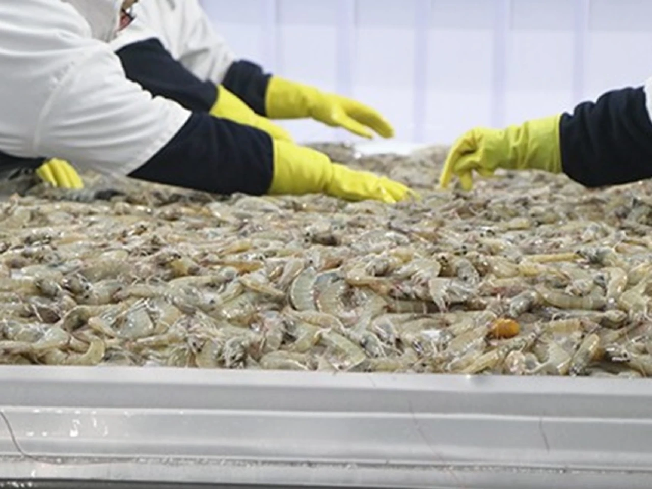 Las exportaciones de camarón están en riesgo por apagones 