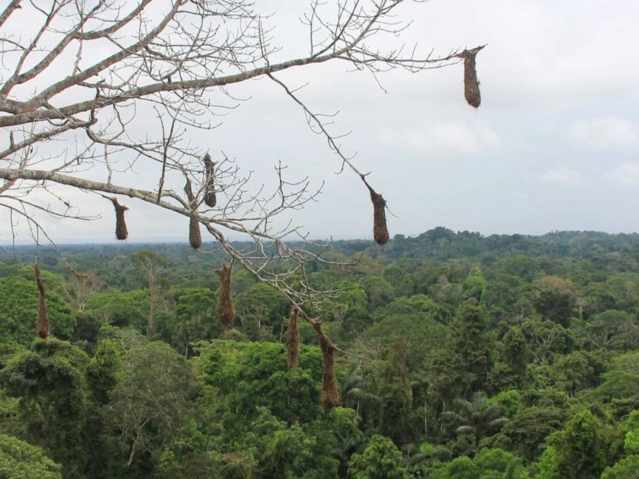 UICN: Los bosques amazónicos en tierras indígenas reducen la propagación de enfermedades