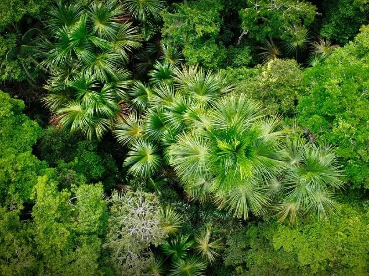 Perú: Gobierno articula acciones para frenar la deforestación en la Amazonía
