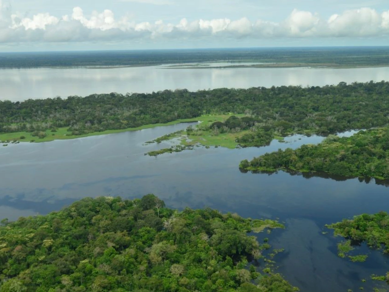 Reconocen dos áreas claves para la conservación de rayas en la Amazonía colombiana