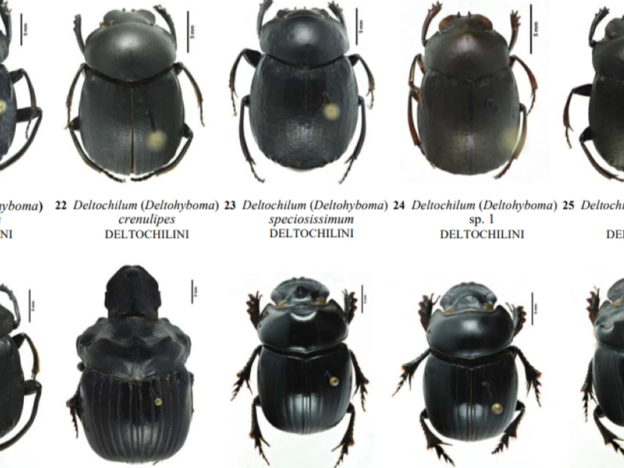 Reserva de Biosfera Sumaco concentra 62 especies de escarabajos coprófagos