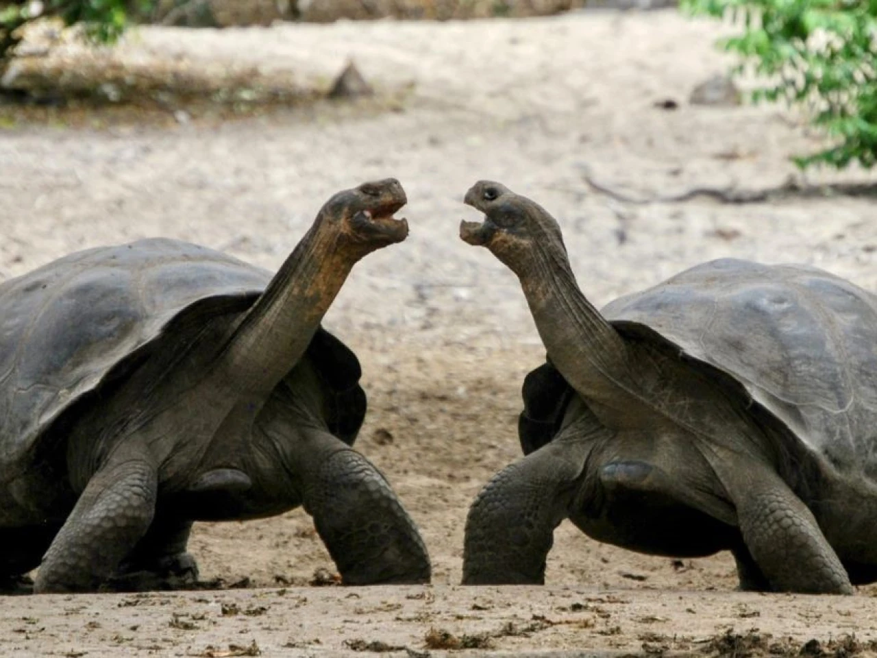 WWF apoya ley de áreas protegidas de Ecuador pero pide ajustes
