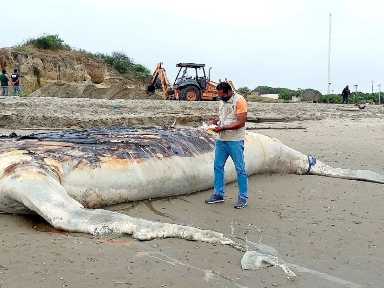 Ballena jorobada, que se varó en playa de Posorja, fue enterrada