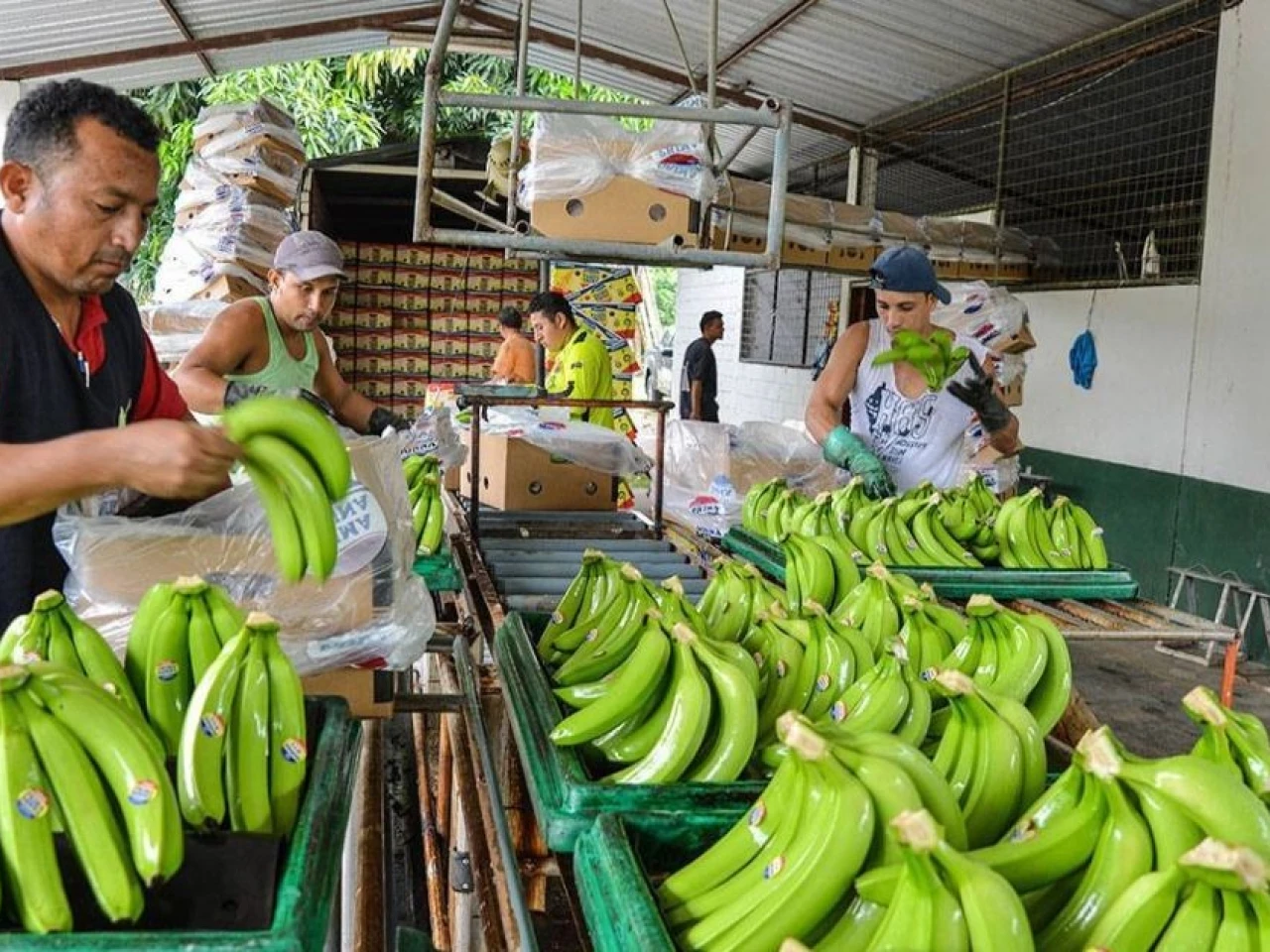 Exportaciones de banano enfrentan crisis logística por conflicto en Medio Oriente
