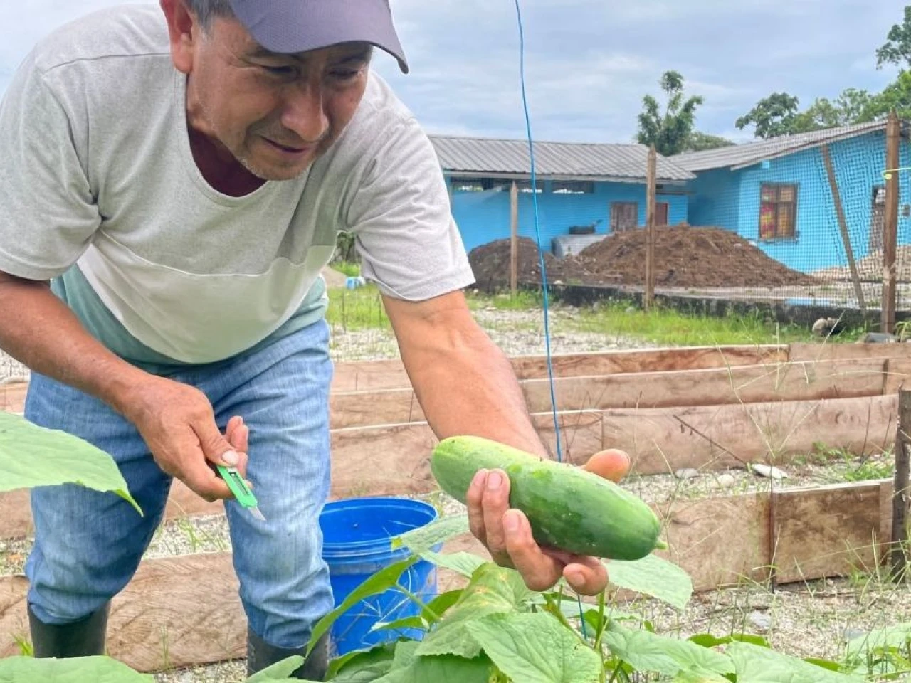 33 productores de Napo implementan huertos hortícolas