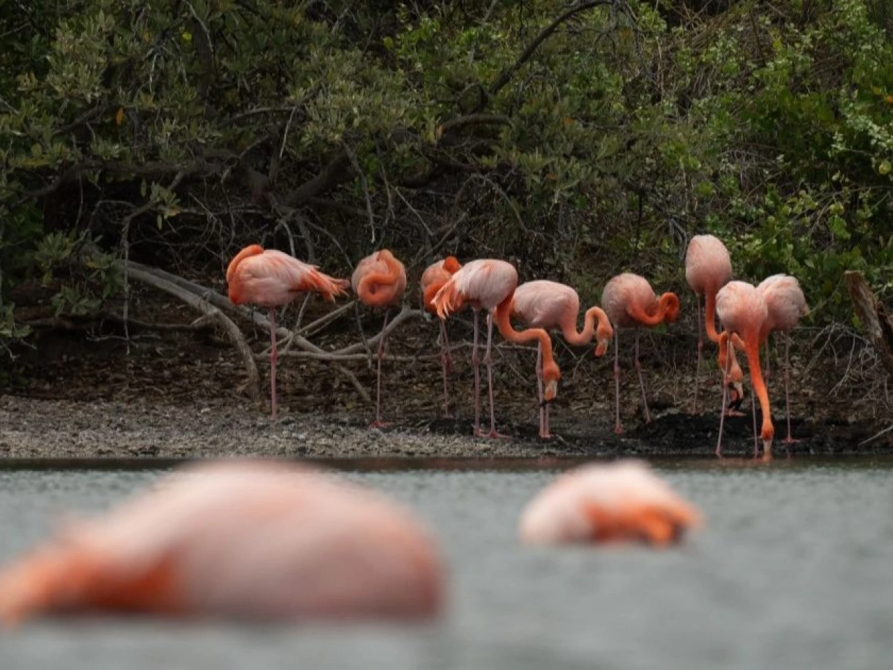 Censo anual confirma estabilidad de la población de flamingos en Galápagos
