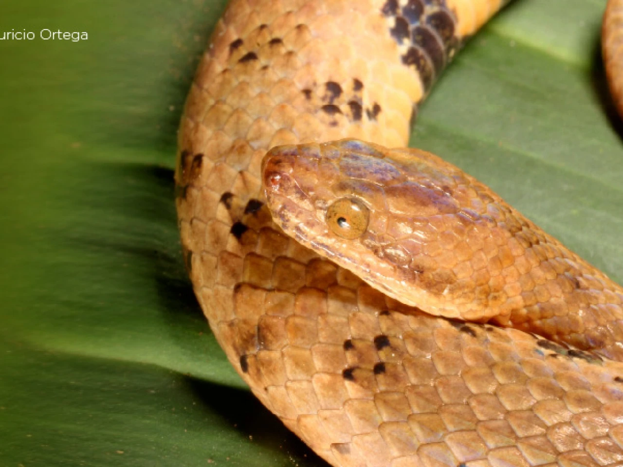 Nueva especie de serpiente boa endémica fue descubierta en la Amazonía ecuatoriana