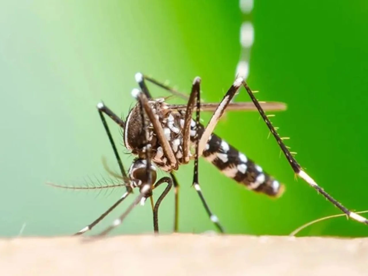 Ecuador registra cinco casos importados de Chikungunya desde Cuba