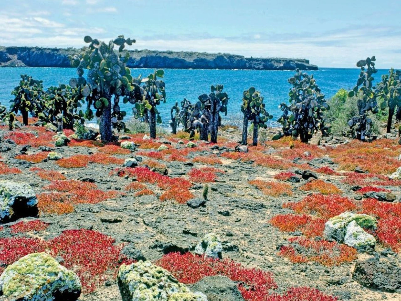 Cactus emblemático de Galápagos volvió a proliferar 70 años después