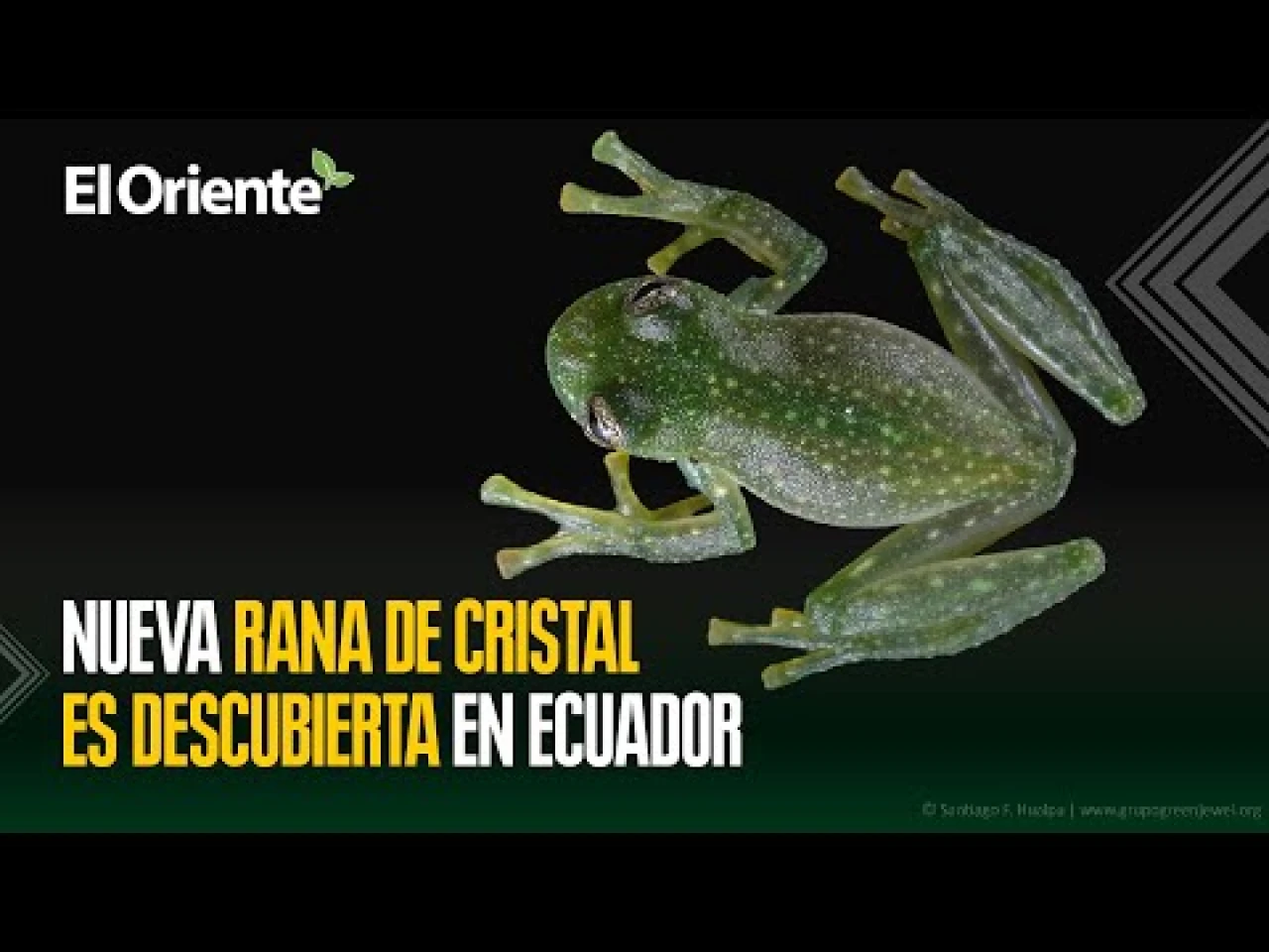Descubren nueva especie de rana de cristal