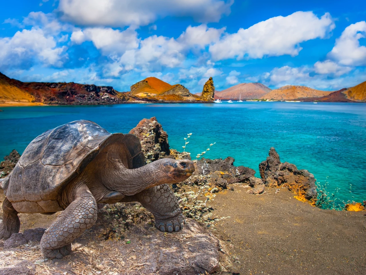Animales de Galápagos