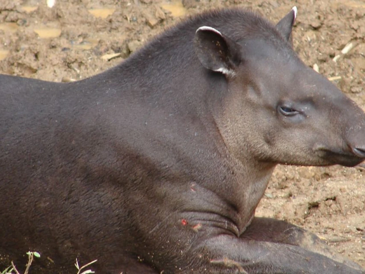 Estudio sobre la conservación del tapir de montaña fue presentado en EE.UU.