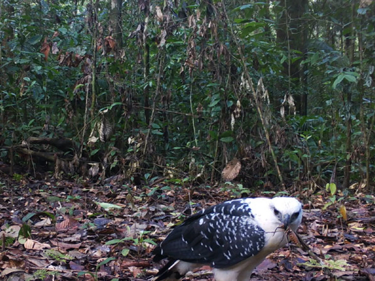 Logran fotos y videos inéditos de las especies del Cuyabeno
