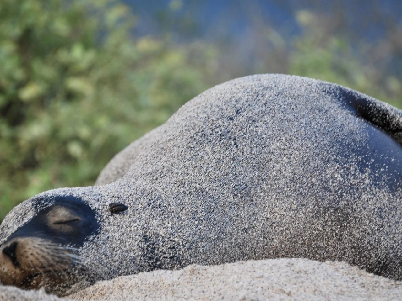 Galápagos: Censo registra más de 23.000 iguanas y 5.800 lobos marinos