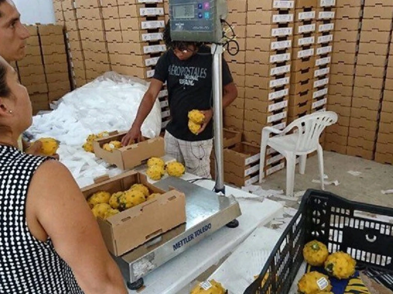 Supermercados de Florida prefieren la pitahaya ecuatoriana