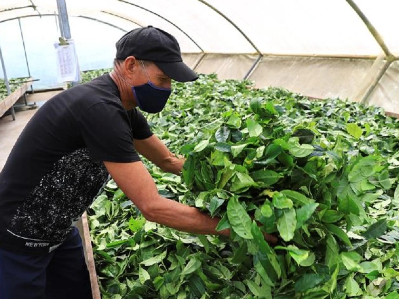 Productos amazónicos tienen potencial con los acuerdos comerciales con México y China