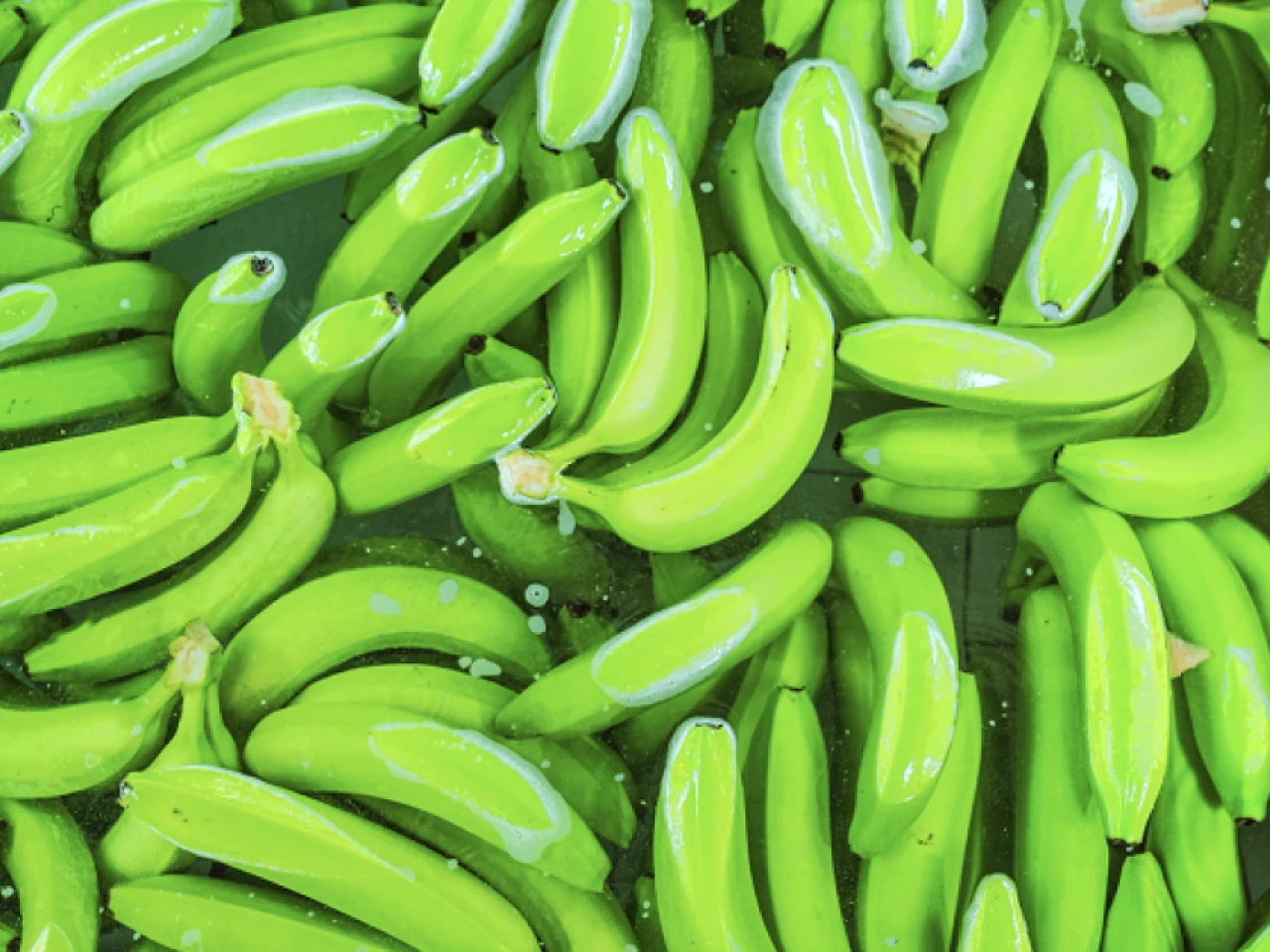 Exportaciones de banano ecuatoriano crecieron 7 % hasta abril pese al conflicto en Medio Oriente