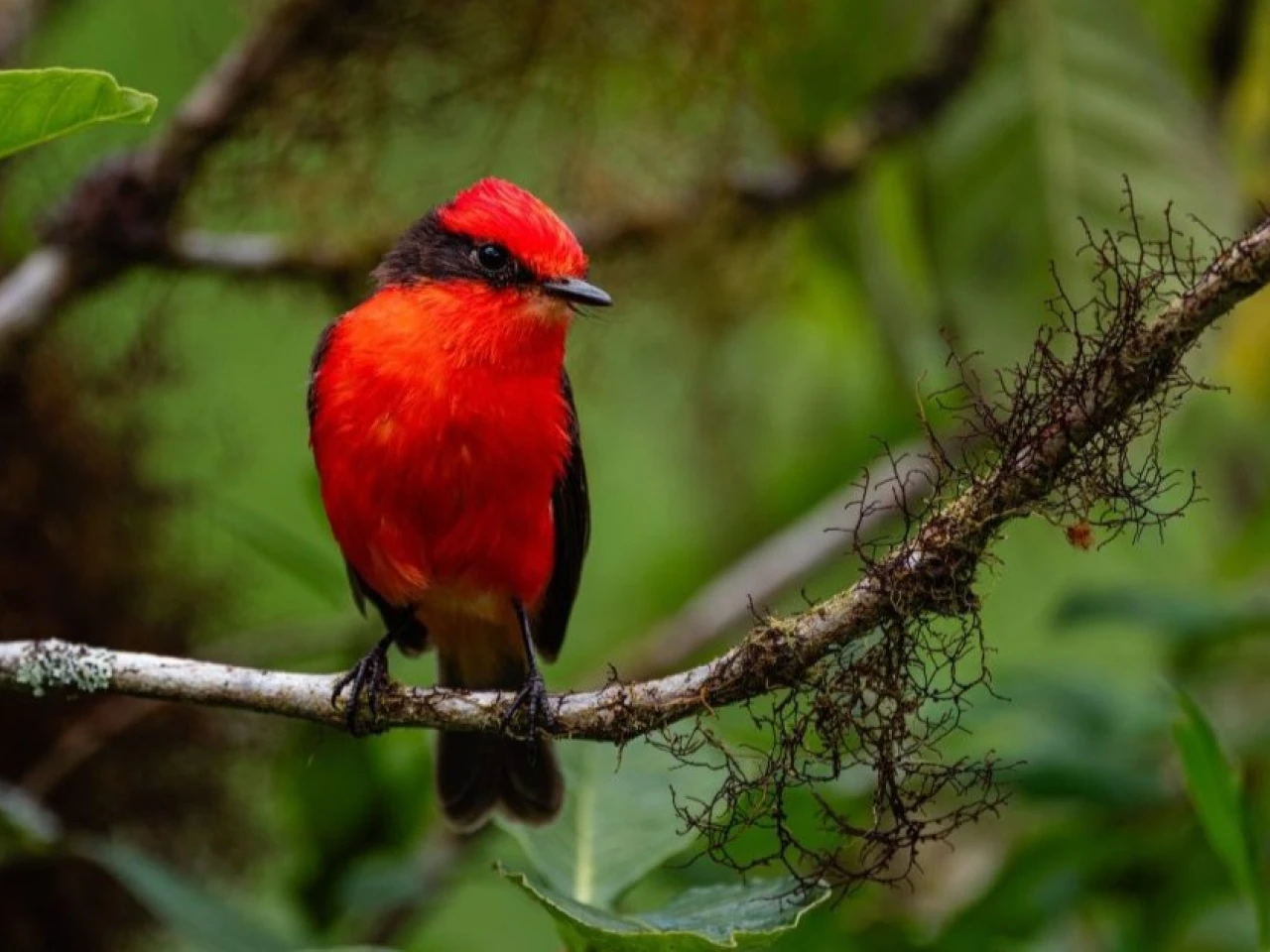 Aumenta la reproducción del pájaro brujo en Galápagos durante 2026