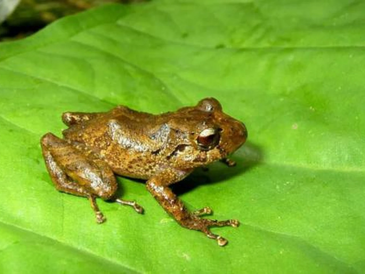 Nueva especie de rana es descubierta en el corredor Llanganates-Sangay