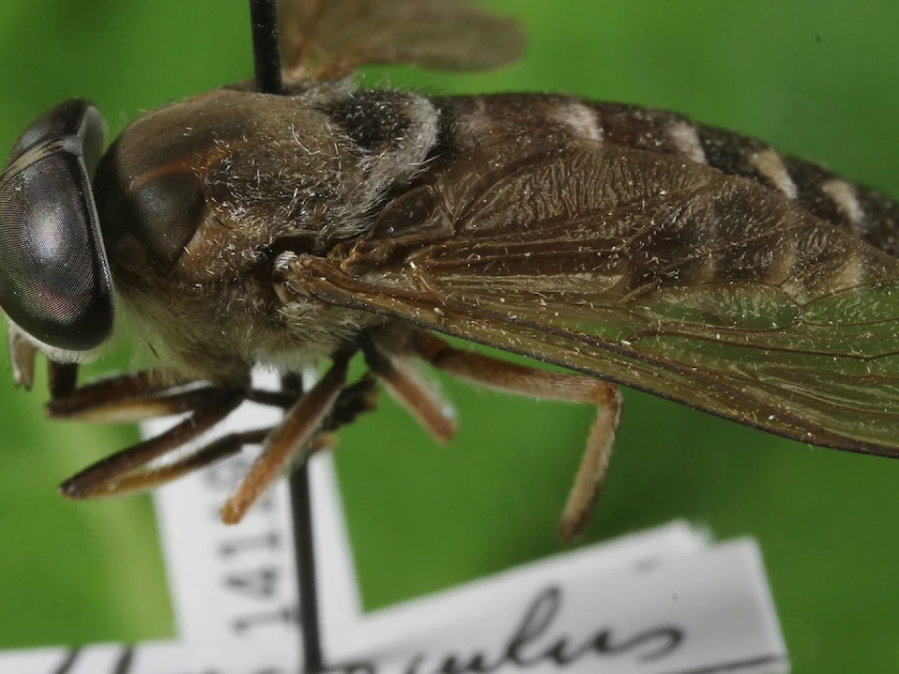 6 especies endémicas de moscas tábanos fueron descubiertas