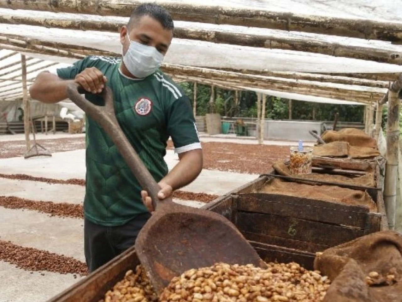 La tonelada de cacao bajó a $ 7.768,50
