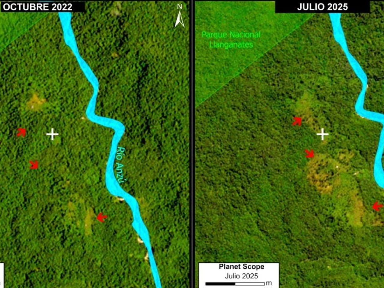 La expansión de pastos impulsa la deforestación en la Amazonía ecuatoriana  