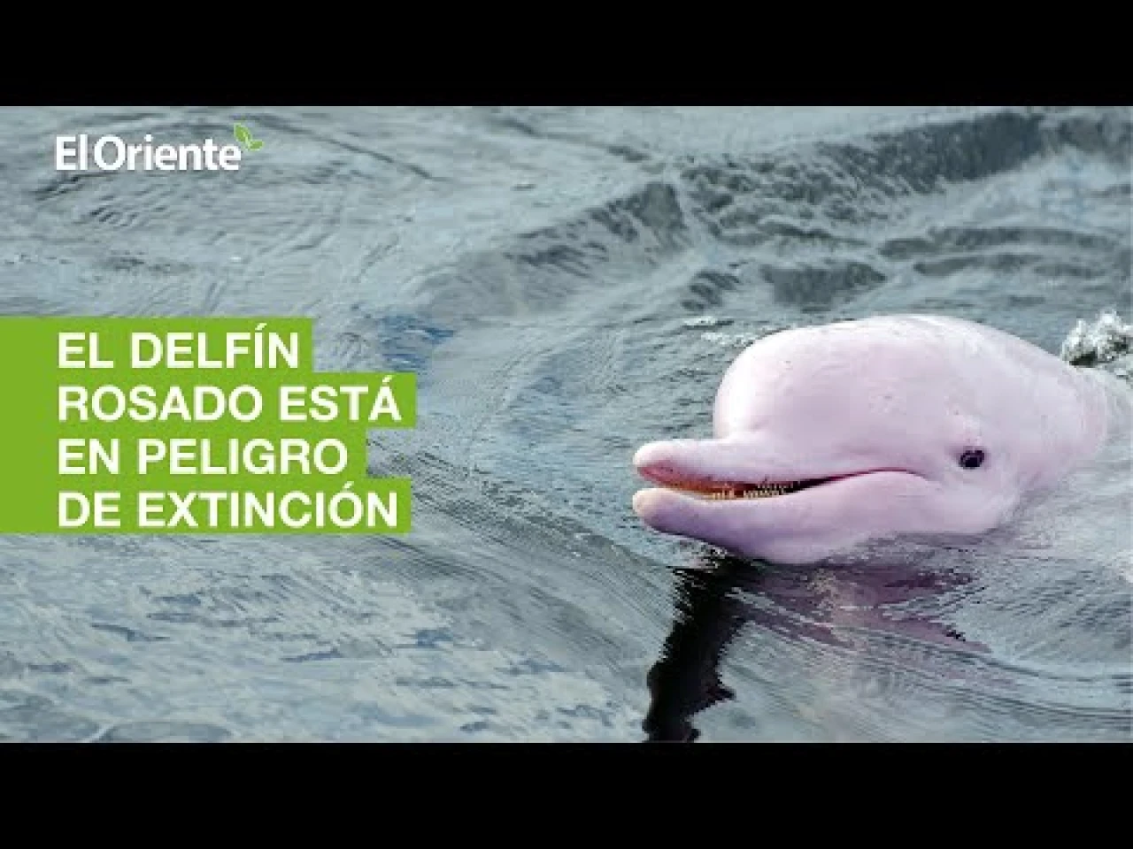 El delfín rosado, de la Amazonía ecuatoriana, está en peligro de extinción
