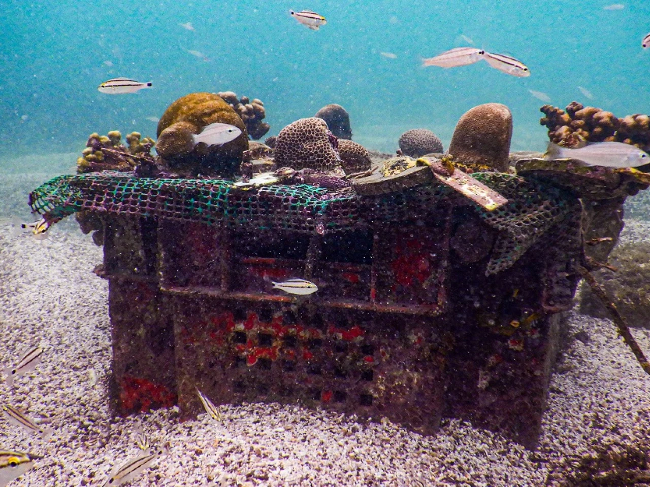 Proyecto de siembra de corales busca restaurar ecosistemas en Islas Galápagos