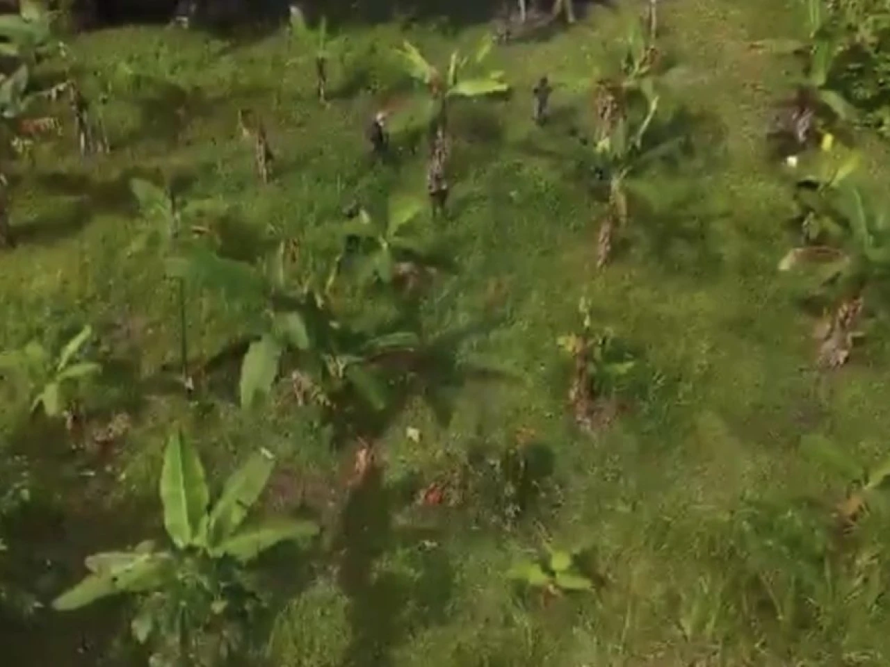 Las Fuerzas Armadas destruyeron plantación de coca en Sucumbíos