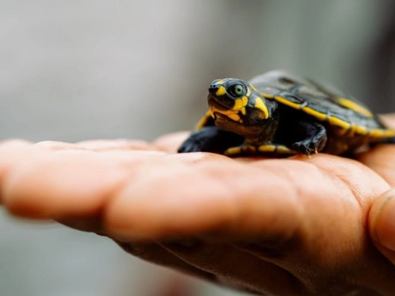 Mujeres siekopai lideran la recuperación de tortugas charapa en la Amazonía ecuatoriana