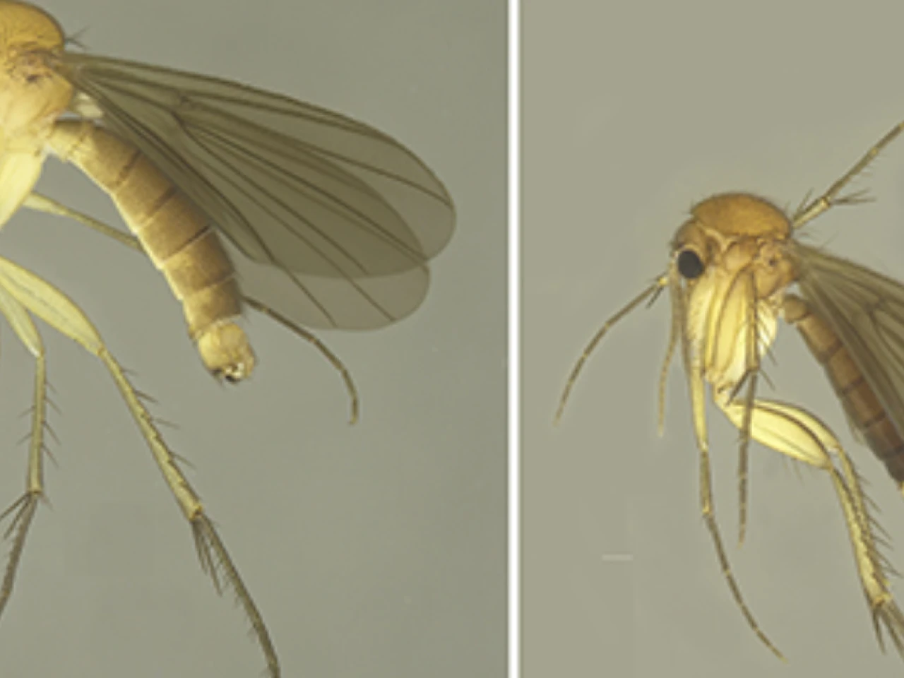 15 nuevas especies de mosquitos de los hongos fueron descritas en Napo