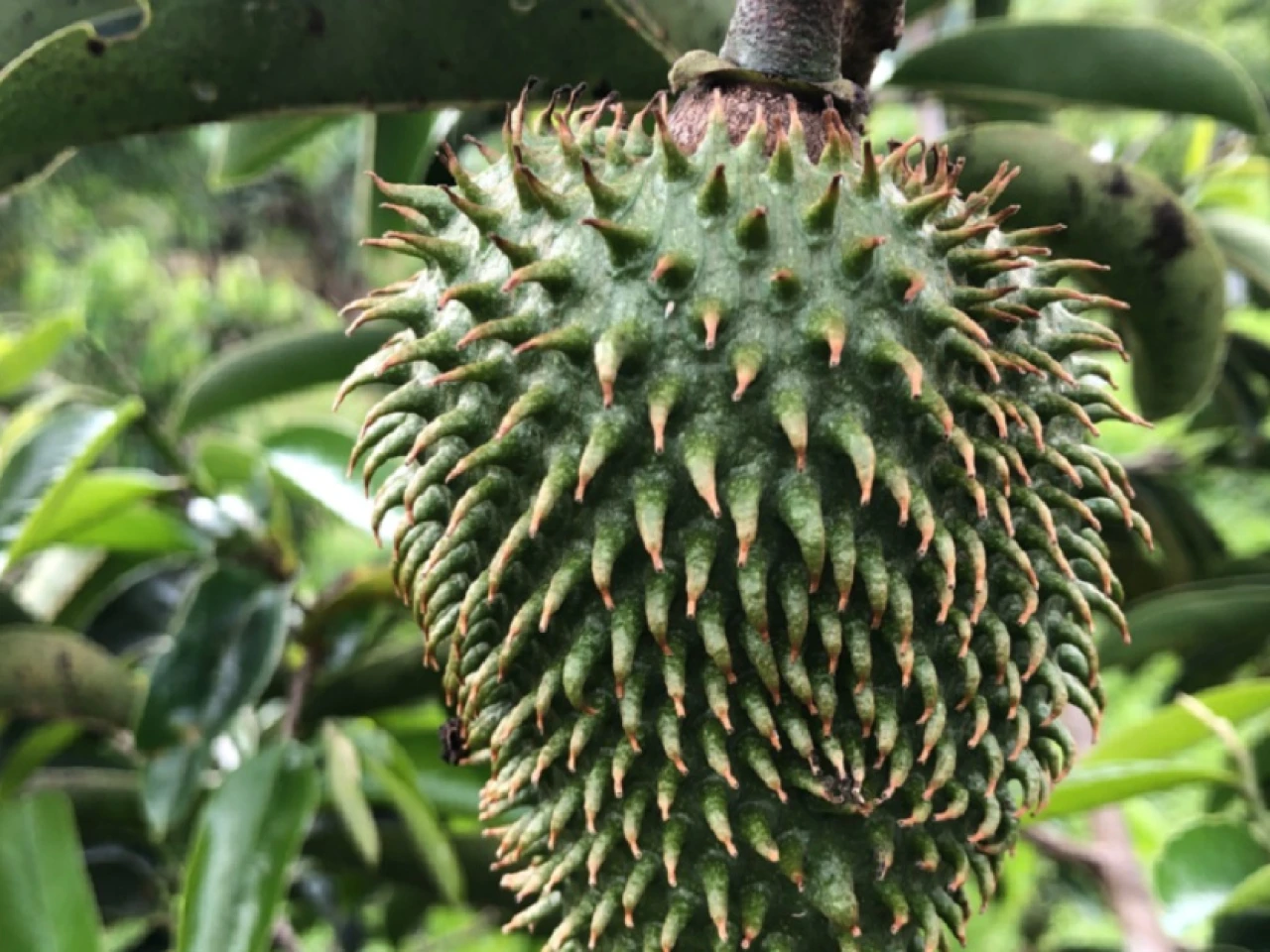 Ecuador promoverá la pitahaya, quinua, guanábana y otros productos en Europa
