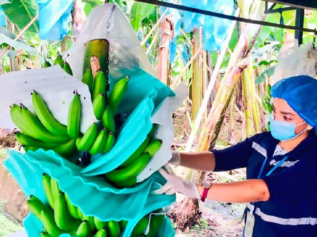 Comunidad Andina recibe cooperación de Alemania para combatir plaga contra el banano