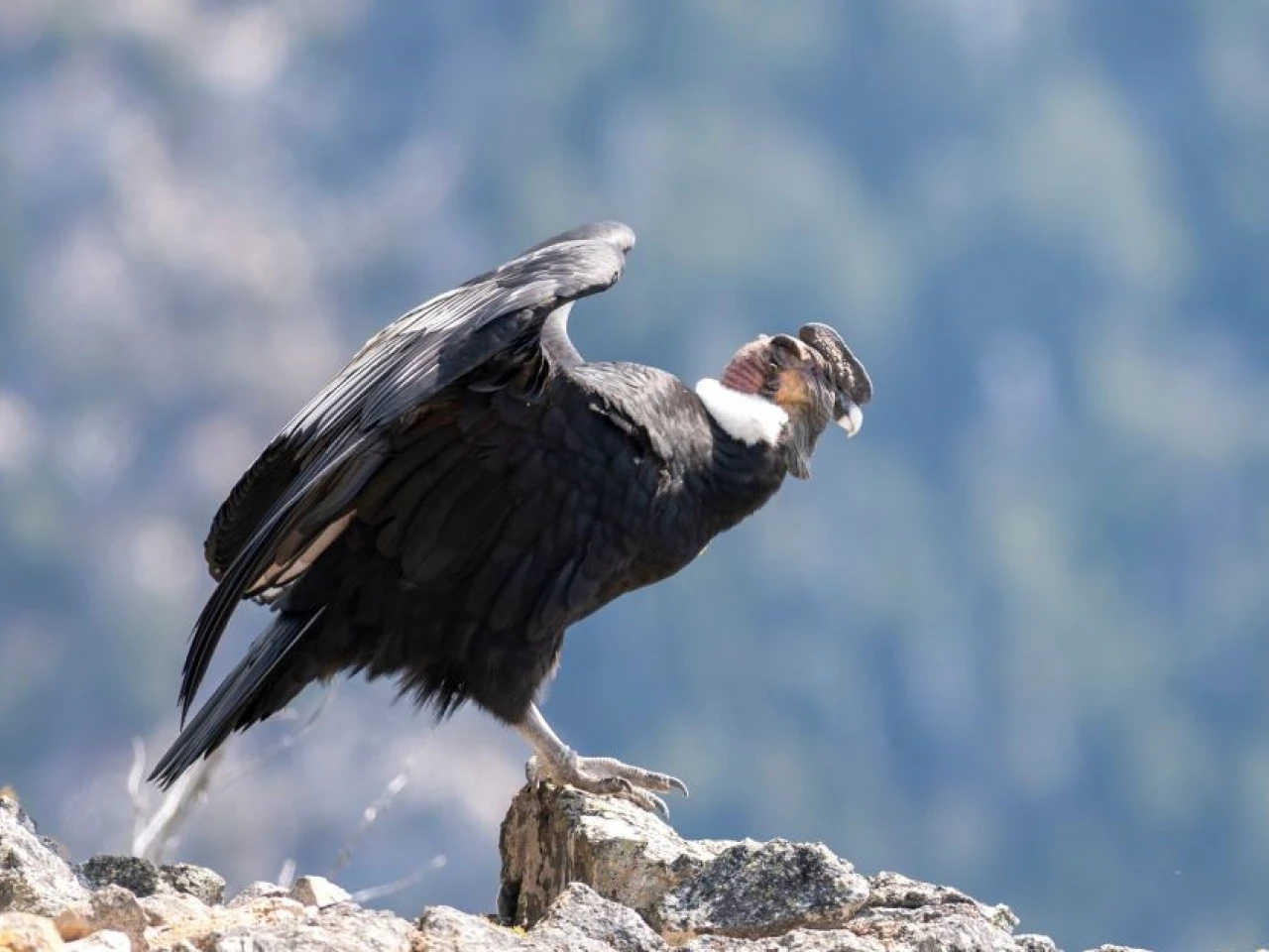 Animales  de la Sierra Ecuatoriana 