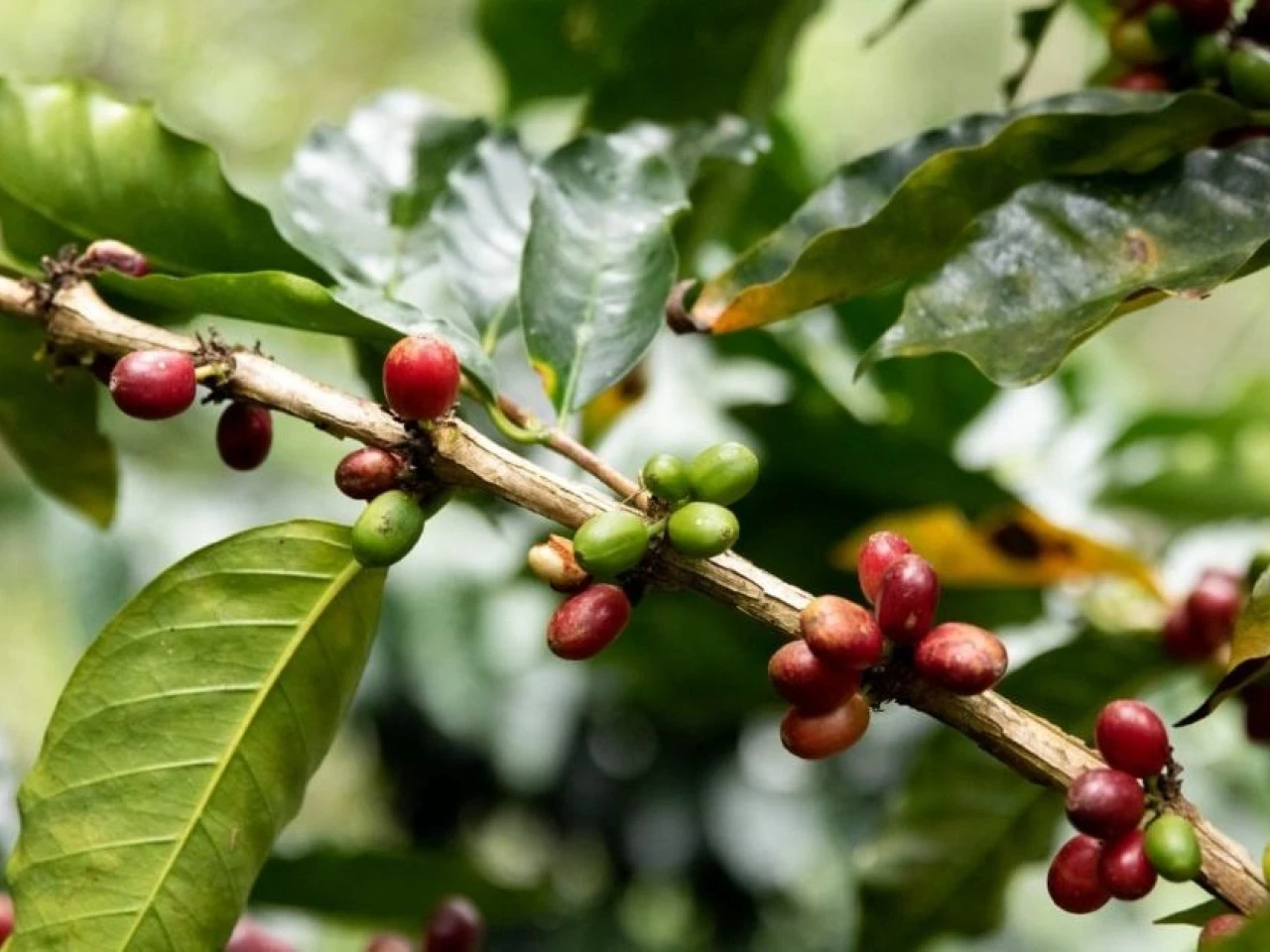 Precios del café suben, pero Ecuador no logra aprovechar el auge internacional