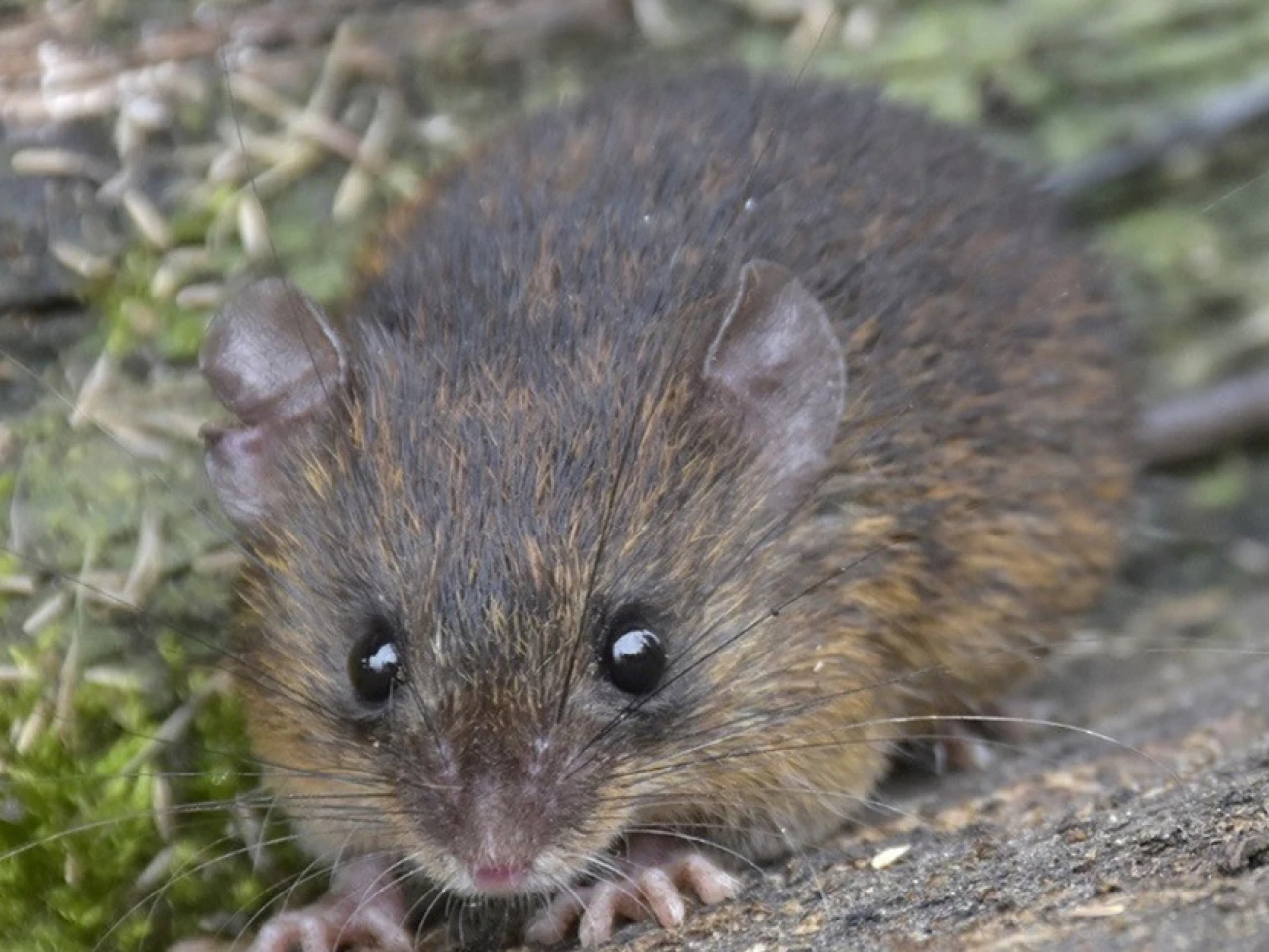 En Ecuador habitan 469 especies nativas de mamíferos