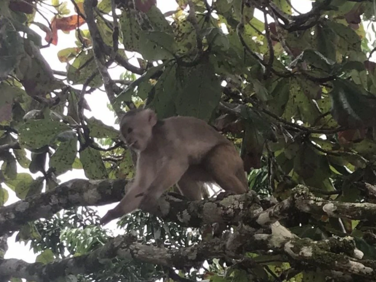 La Amazonía ecuatoriana alberga reservas y parques imperdibles 