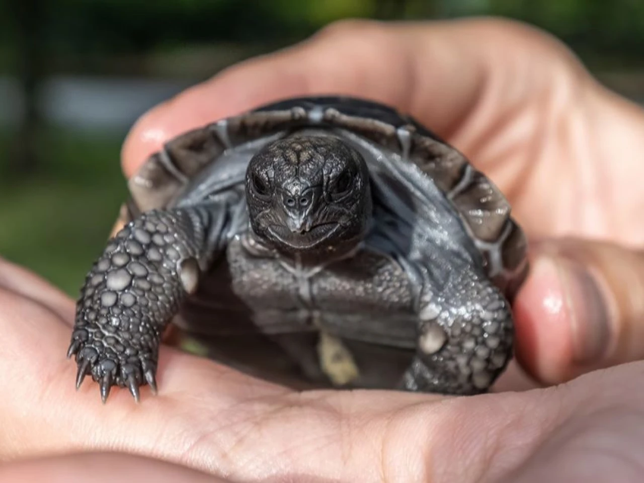 Goliat, tortuga de Galápagos, se convirtió en padre a los 135 años