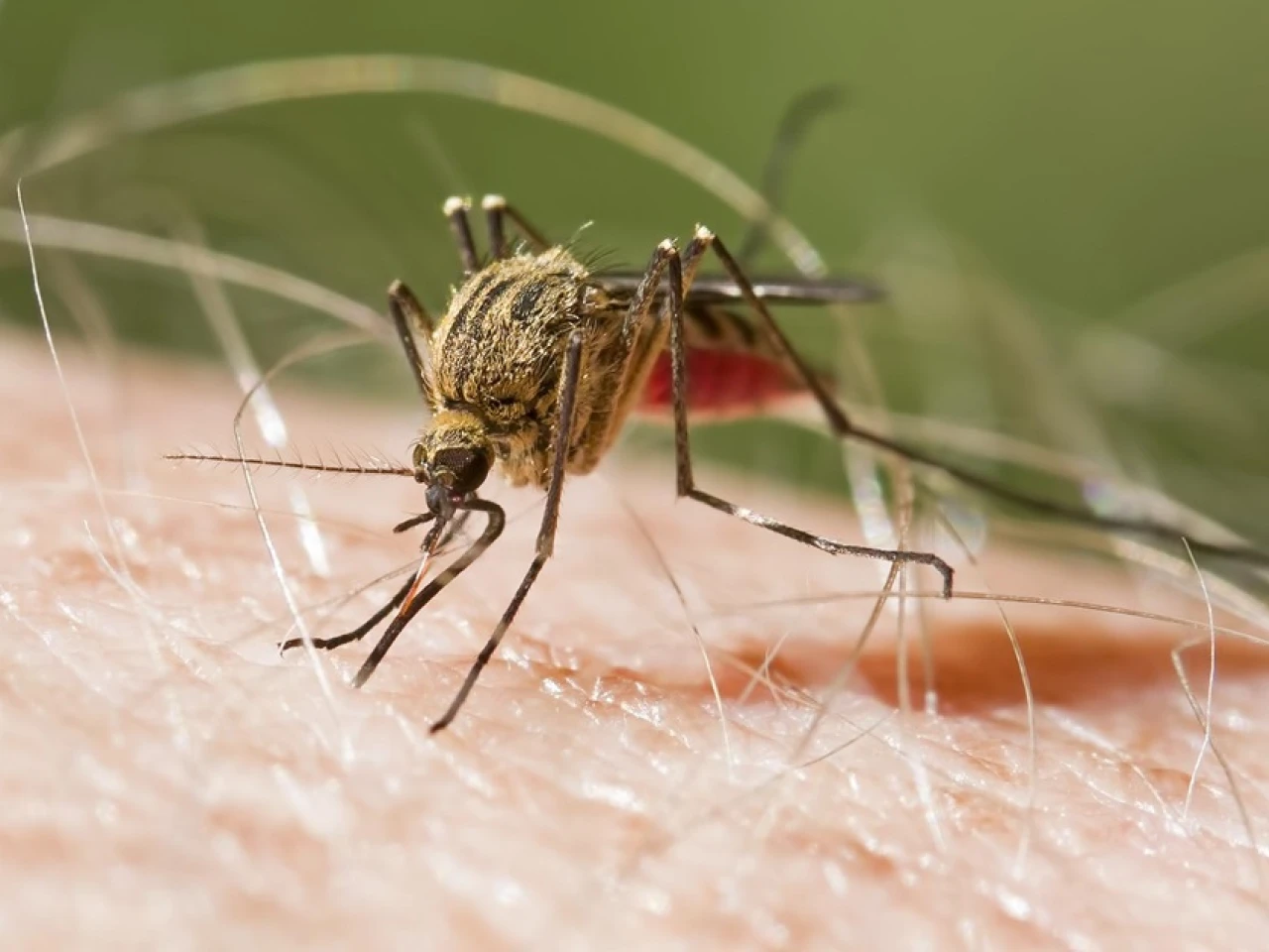 Los casos de malaria han disminuido 40 % este año