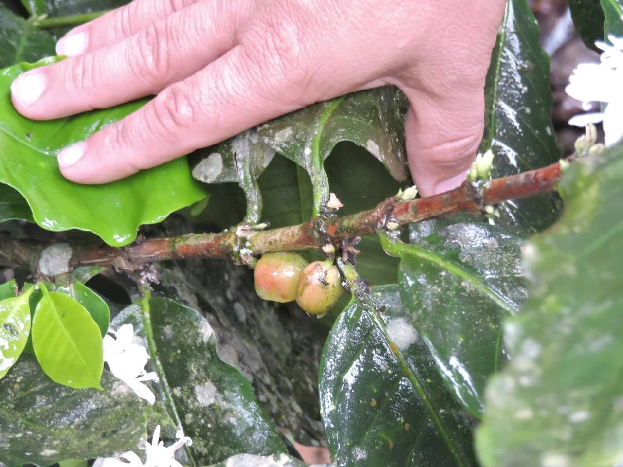 Ecuador es primero en el mundo en producir semillas de híbridos de café Arábica
