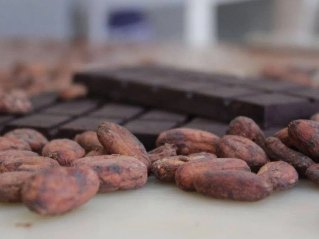 Caída en exportaciones de cacao responde a ajuste de precios internacionales